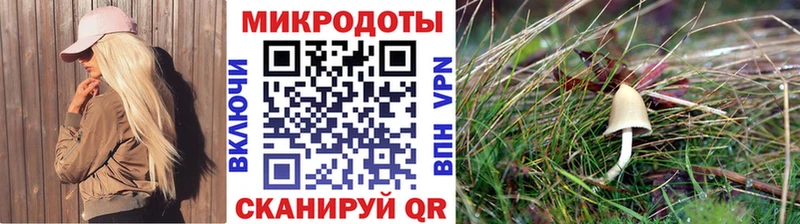 Псилоцибиновые грибы Psilocybe  что такое   Фокино 